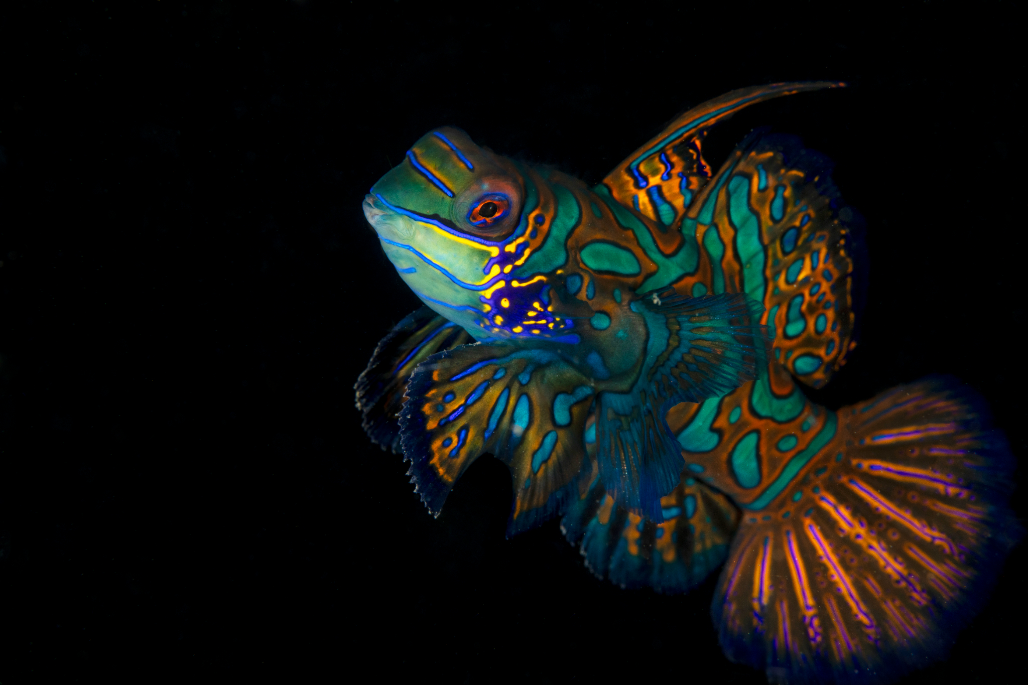 Mandarinfish, Lembeh
